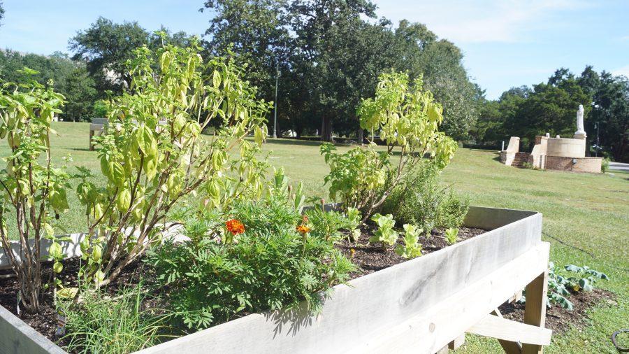 Community Garden Comes to The Hill